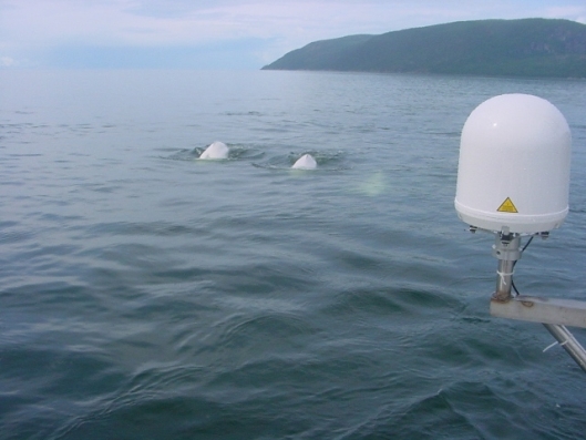 beluga-whales-reduced