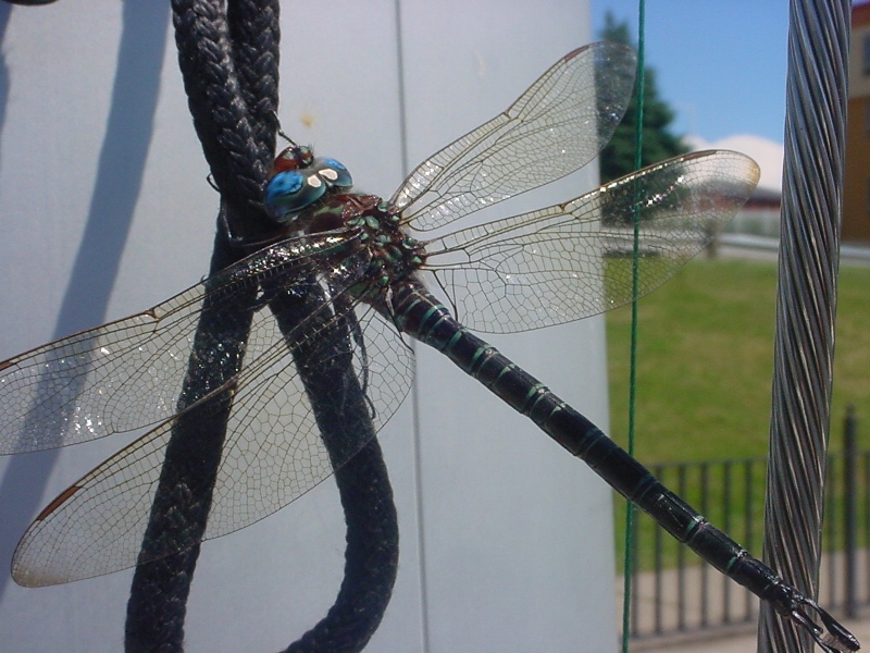 Wings of Glass