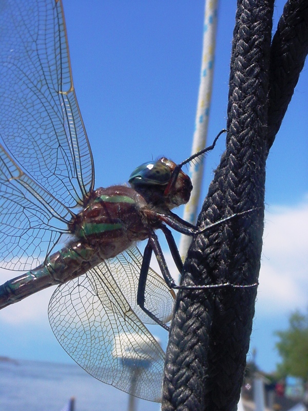 dragonfly-4