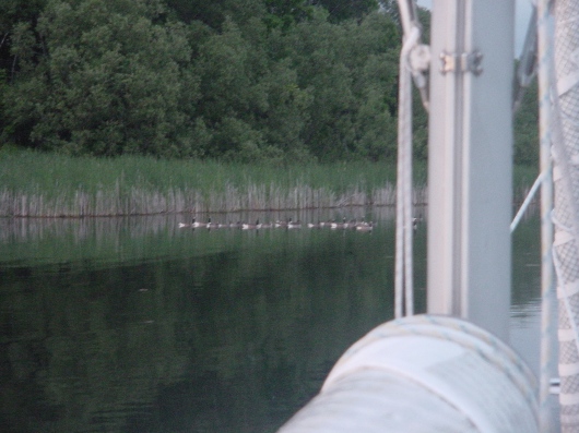 marsh-and-geese